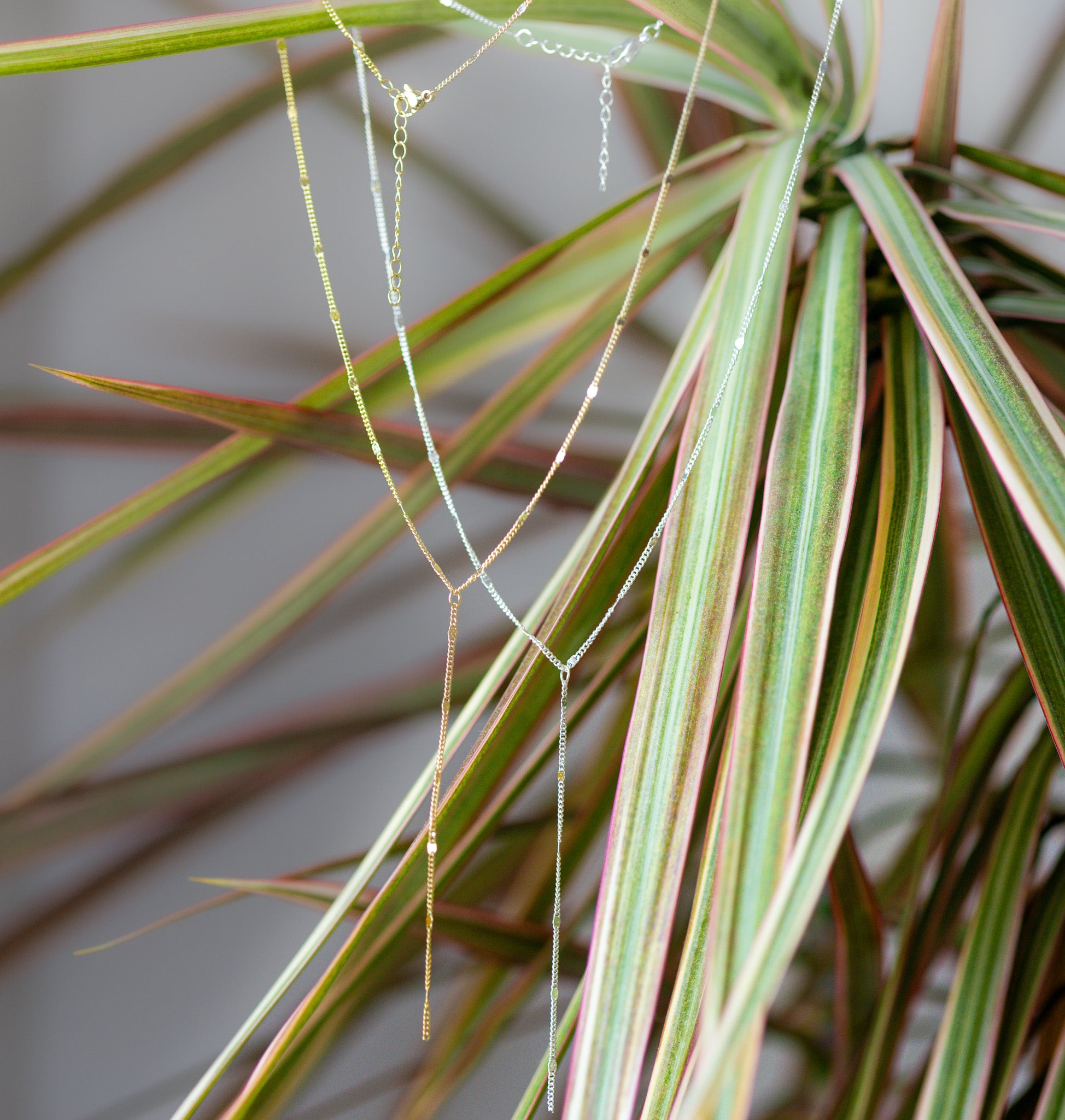 Lily Lariat